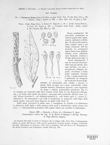 Uromyces viciae-fabae image